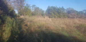 Photo de galerie - Avant débroussaillage 