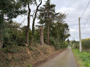 Photo de galerie - Démontage d’un Cyprès et élagage de branches au bord d’une route