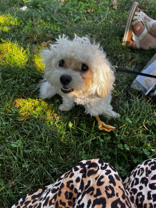 Photo de galerie - Le gentil bichon Popi;)