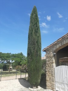 Photo de galerie - Taille d'un très grand cyprès de Provence.
