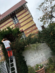 Photo de galerie - Rabattage d’une haie de if