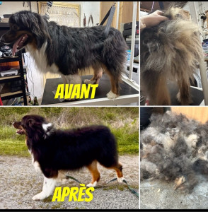 Photo de galerie - Un bon toilettage pour le beau Usko 