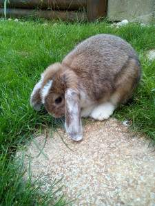 Photo de galerie - Garde animaux