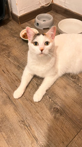 Photo de galerie - Garde de Silla