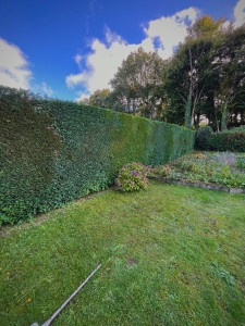 Photo de galerie - Taille d’une haie  