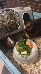 Photo de galerie - Garde animaux