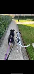 Photo de galerie - Promenade avec mebaya et shelsy 