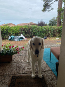 Photo de galerie - Garde d’un golden retriever 