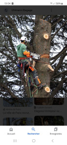 Photo de galerie - Abbatage d'arbre tout auteur 