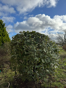 Photo de galerie - Taille de haies et d'arbustes