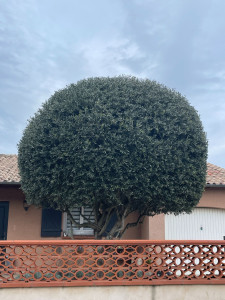 Photo de galerie - Jardinier