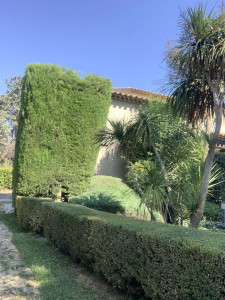 Photo de galerie - Taille de haie 