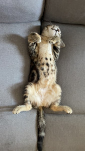 Photo de galerie - Repos de vos animaux ! 