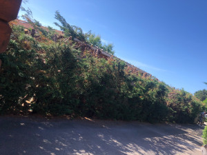 Photo de galerie - Élagage de sapinette de 6m de haut coupé à 2.50M 