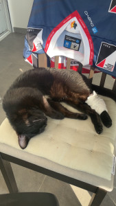 Photo de galerie - Mon chat Eros