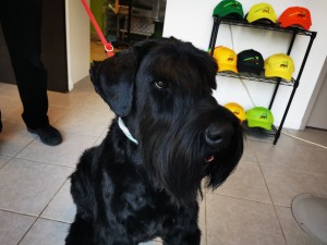 Photo de galerie - Epilation sur Schnauzer géant et autres poils durs