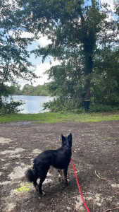 Photo de galerie - Promenade de chiens