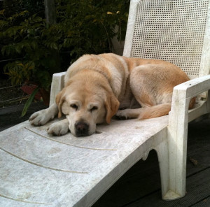 Photo de galerie - Garde chien