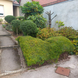 Photo de galerie - Taille des arbustes