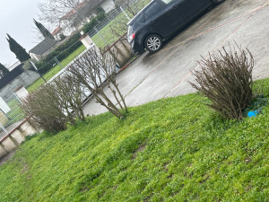 Photo de galerie - Taille de haies et d'arbustes