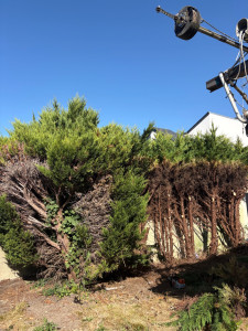 Photo de galerie - Elagage et coupe d'arbres