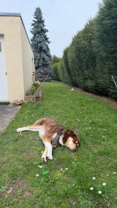 Photo de galerie - Garde chien