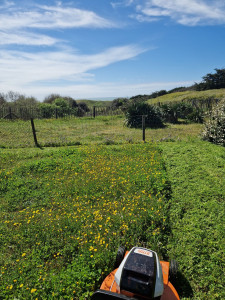 Photo de galerie - Tondre la pelouse