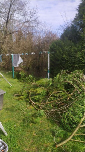 Photo de galerie - élagage 