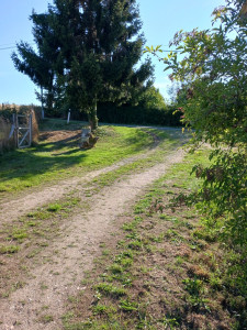 Photo de galerie - Tonte de pelouse - Débroussaillage