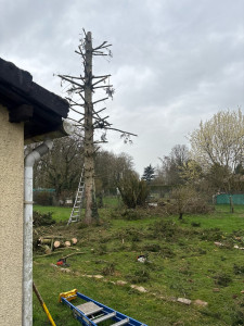 Photo de galerie - Abattage d’un sapin 