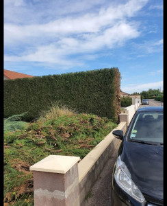 Photo de galerie - Taille de haie. environ 1m50 enlevé au dessus. 