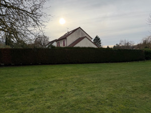 Photo de galerie - Taille d’une une haie de thuyas 