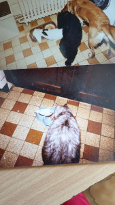 Photo de galerie - Ici on partage tout ! À plumes ou à poils, l'amour et les gamelles. C'est notre éducation.