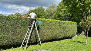 Photo de galerie - Taille de haie 