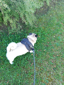 Photo de galerie - Lucky en promenade 