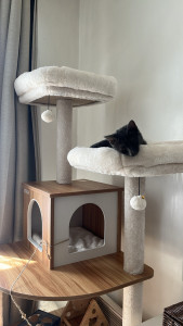 Photo de galerie - Garde chat