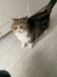 Photo de galerie - Garde chat