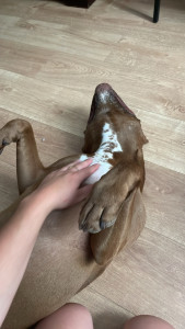 Photo de galerie - Garde chien 