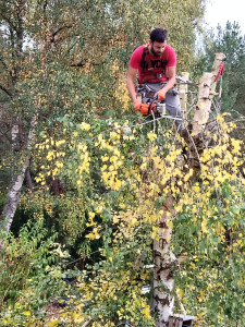 Photo de galerie - élagage puis abattage de plusieurs arbres + fendre les buches pour la cheminée 