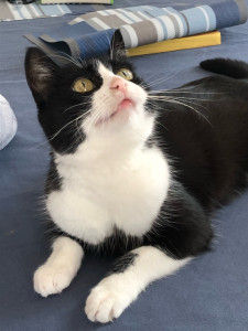Photo de galerie - Garde animaux