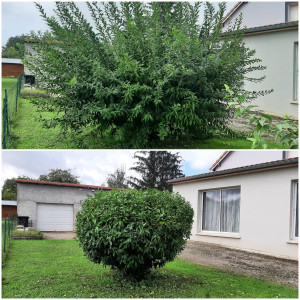 Photo de galerie - Taille d'arbuste en forme arrondie