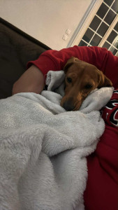 Photo de galerie - Garde chien 