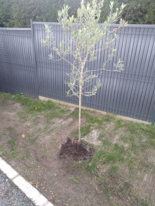 Photo de galerie - Paysagiste - Aménagement du jardin