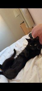 Photo de galerie - Ça c’est mon chat dont je m’occupe!