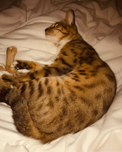 Photo de galerie - Garde chat