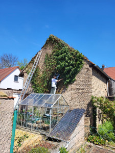 Photo de galerie - Enlèvement de lierre sur façade de maison
