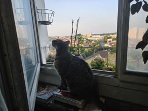 Photo de galerie - Garde chat