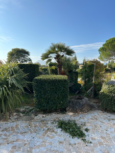 Photo de galerie - Taille d’arbuste 