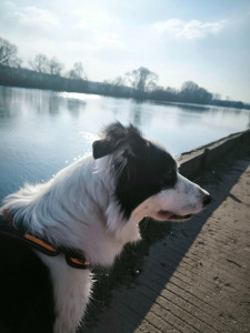 Photo de galerie - Oli mon Border Collie de 7ans