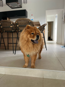 Photo de galerie - Garde chien